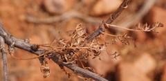 Anginon verticillatum
