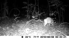 Cephalophus dorsalis