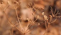 Anginon verticillatum