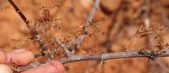 Anginon verticillatum