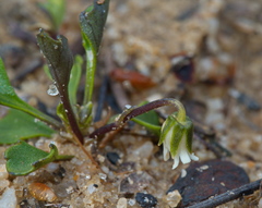 Viola cleistogamoides