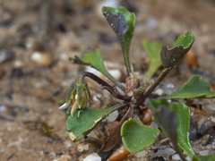 Viola cleistogamoides