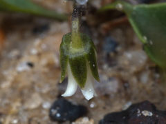 Viola cleistogamoides