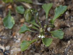 Viola cleistogamoides