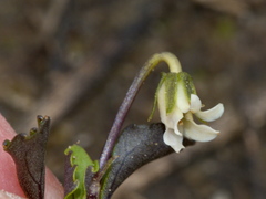 Viola cleistogamoides