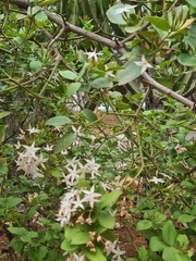 Carissa bispinosa