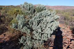 Aspalathus bidouwensis