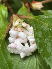 Viburnum farreri