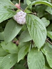 Viburnum farreri