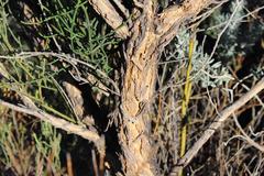 Aspalathus bidouwensis