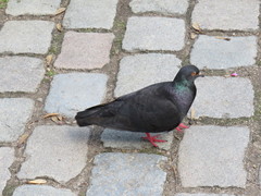 Columba livia domestica
