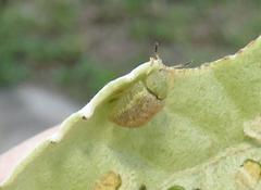 Cassida granulicollis