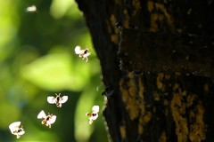 Homotrigona apicalis