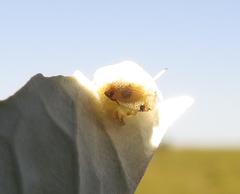 Cassida granulicollis