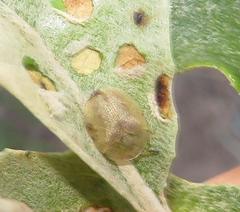 Cassida granulicollis