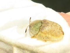 Cassida granulicollis