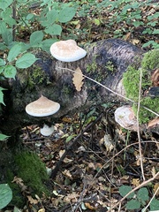 Fomitopsis betulina