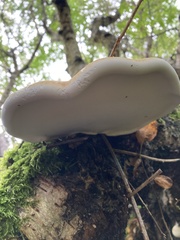 Fomitopsis betulina