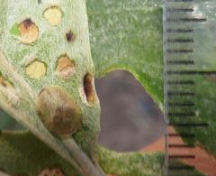 Cassida granulicollis