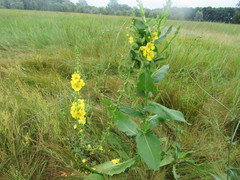 Verbascum × flagriforme