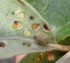 Cassida granulicollis