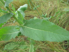 Verbascum × flagriforme
