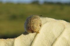 Cassida granulicollis