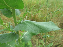 Verbascum × flagriforme