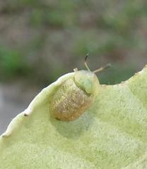 Cassida granulicollis