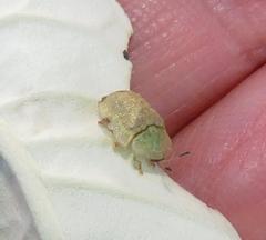 Cassida granulicollis