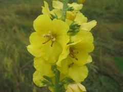 Verbascum × flagriforme