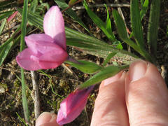 Babiana blanda