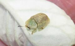 Cassida granulicollis