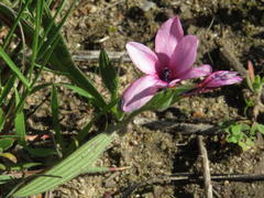 Babiana blanda