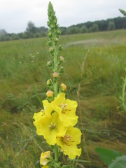 Verbascum × flagriforme