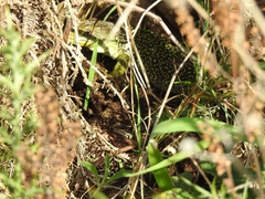 Timon lepidus ibericus