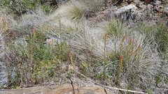 Castilleja minor stenantha