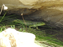 Timon lepidus ibericus