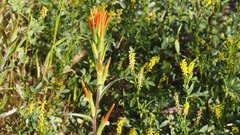 Castilleja minor stenantha