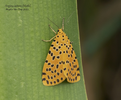 Argina astrea