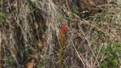 Castilleja minor stenantha