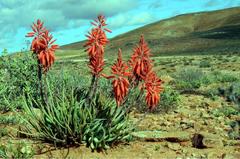 Aloe krapohliana