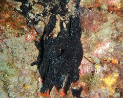 Chalinula parasimulans