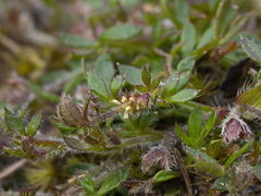 Xanthosia tasmanica
