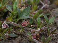 Xanthosia tasmanica
