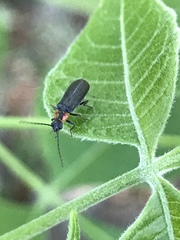 Rhagonycha lineola