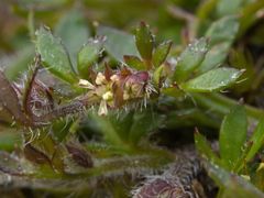Xanthosia tasmanica