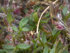 Xanthosia tasmanica