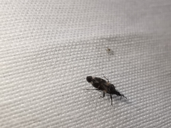 Anthocoris nemoralis