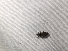 Anthocoris nemoralis